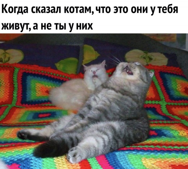 Забавные фото котеек