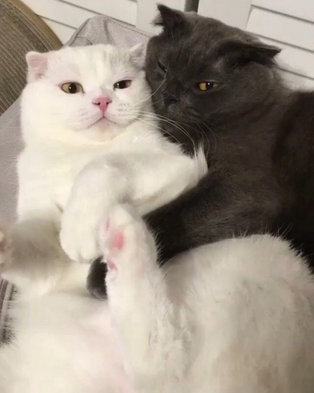 Забавные фото котеек