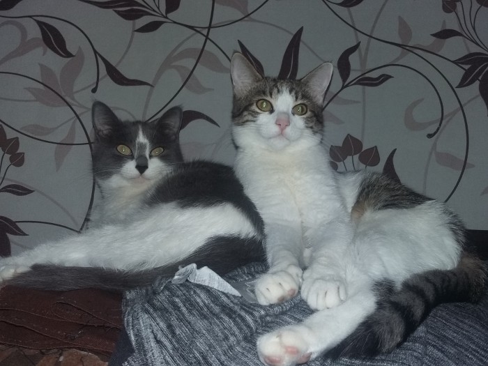 Отданные даром. К котовторнику
