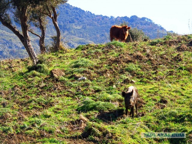 Лапша лугового флота свободного выгула