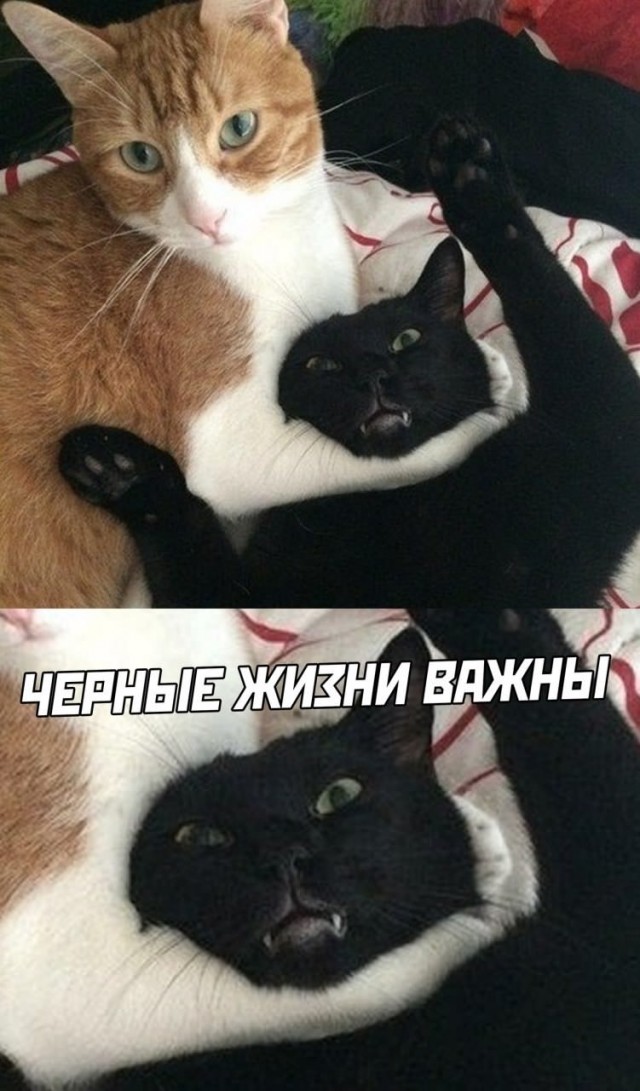 Black cats matter