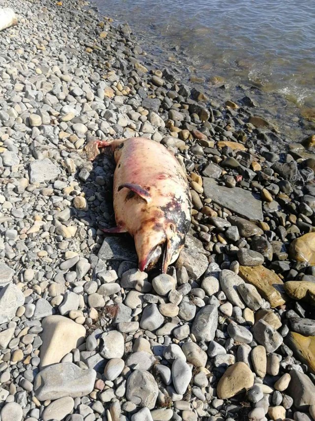 В Анапе люди хотели сделать лестницу к морю, но властям это не понравилось