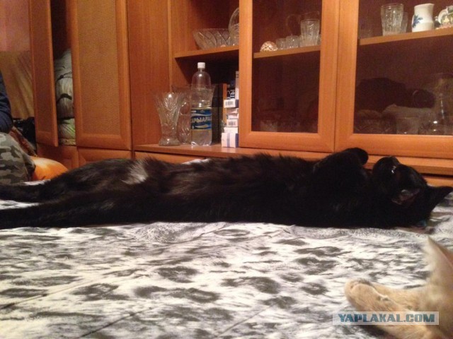Котовторник? Котокубики!
