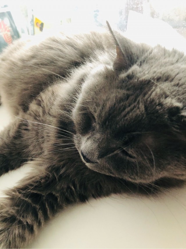 Вторник. Кото-вторник...
