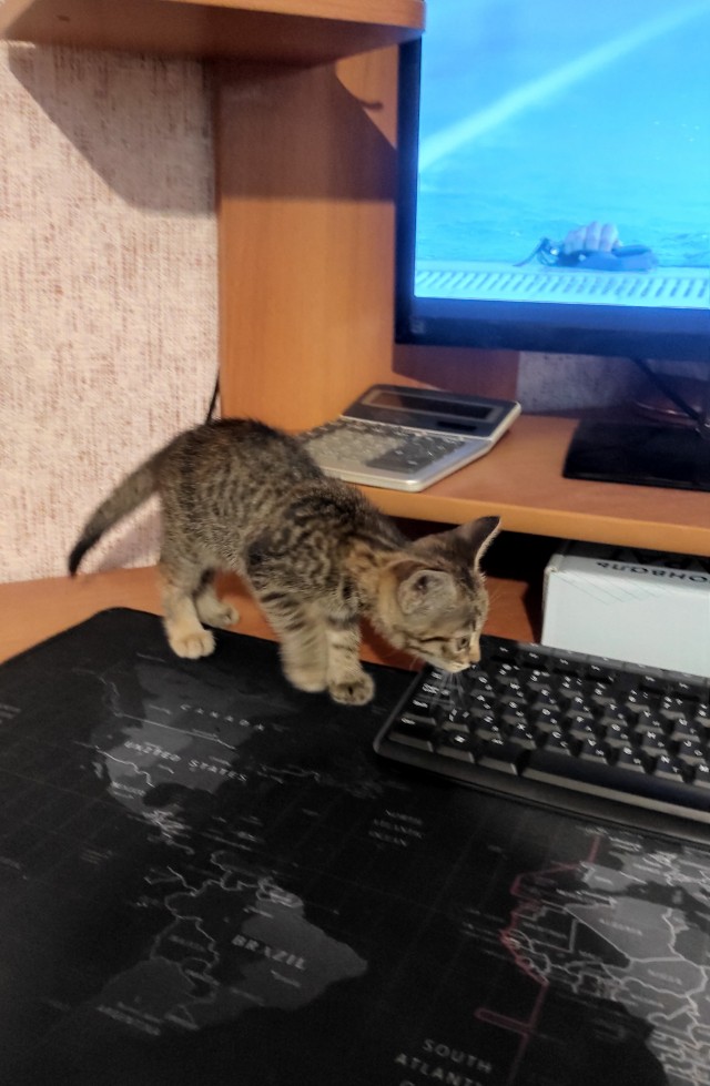 А котовторник уже начался?