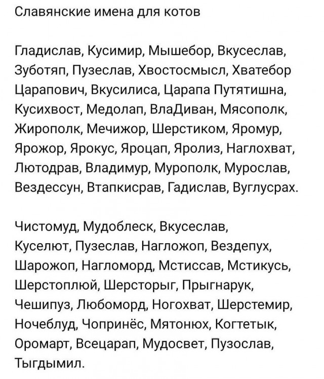 Какое имя дать коту?