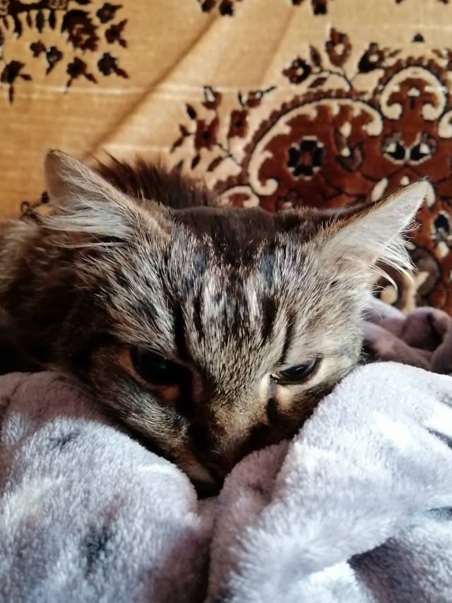 Погнали! С котовторником, други!