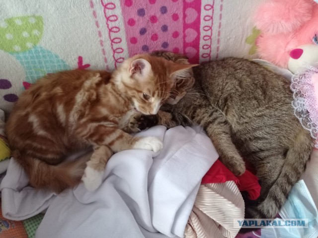 Котовторник (свои добавляем)