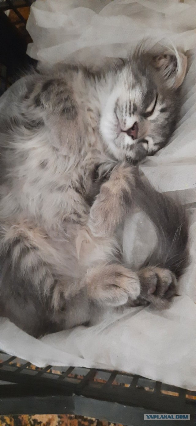 Последний котовторник лета