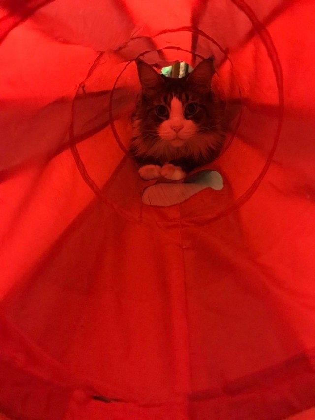 Котовторник
