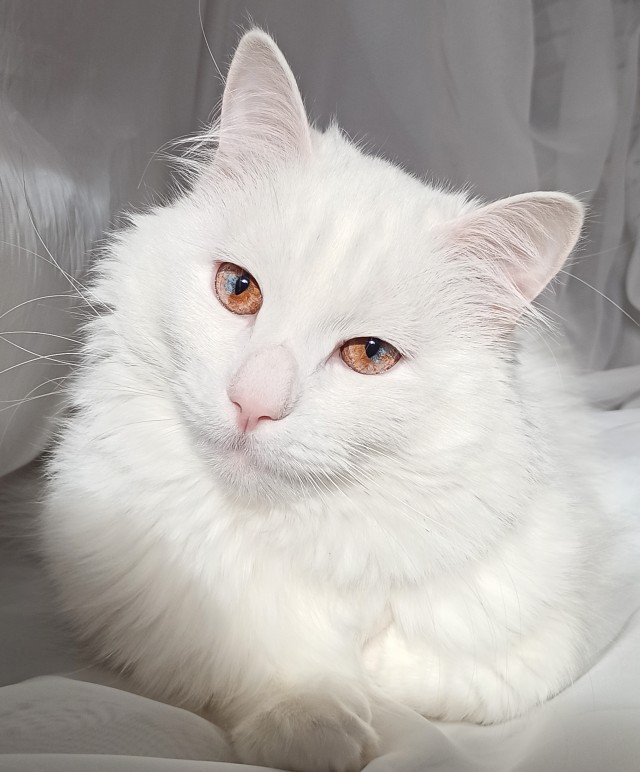 Котовторник