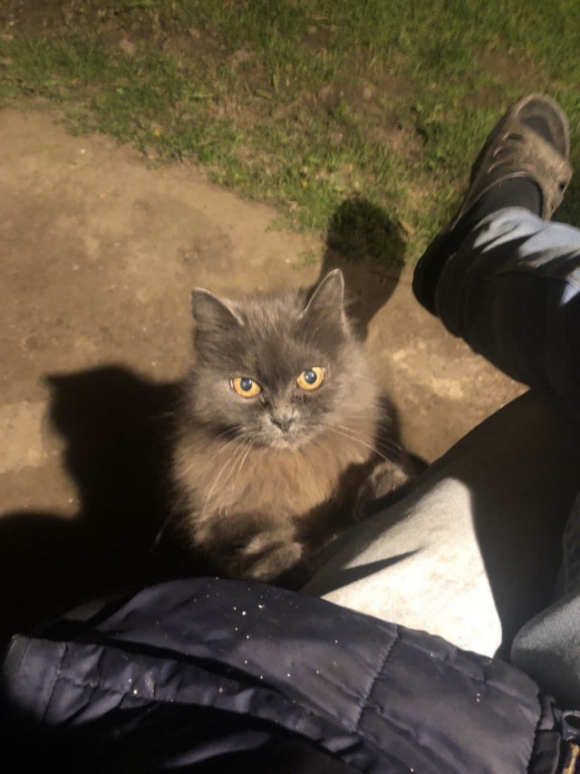 Кот который прожил жизнь