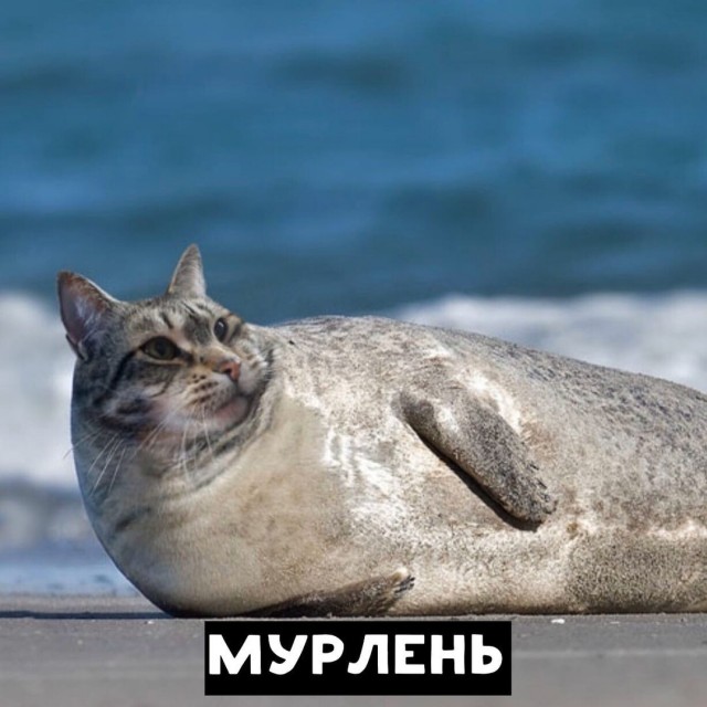 Кошки везде. Фотоманипуляции: животные и предметы с кошачьими мордами