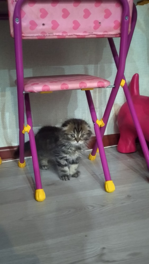 Ну вот и я сдался