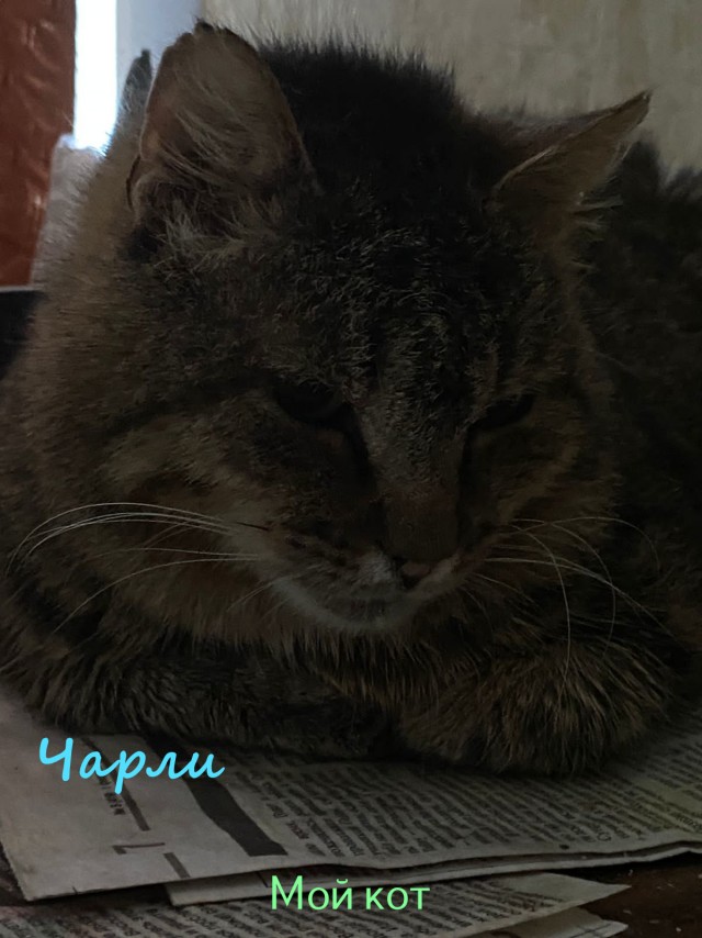 Жизнь домашнего приюта "Котоленд" 327