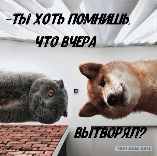 Забавные комментарии из социальных сетей 28.03.22