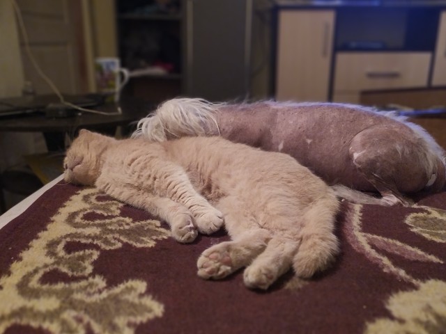 С праздником и котофторником!