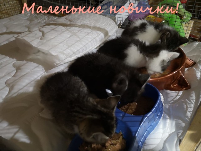 Жизнь домашнего приюта "Котоленд" 333