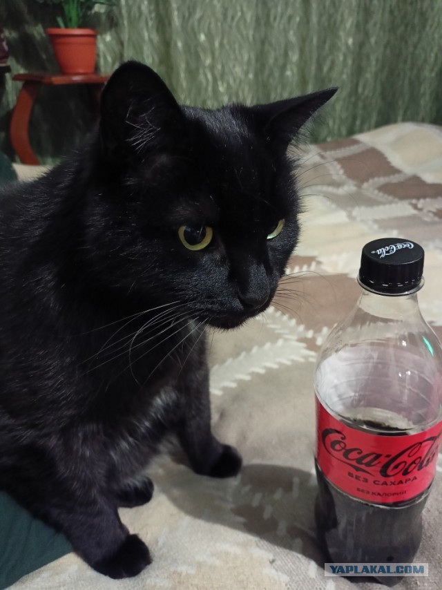Только мы с котом вечером вдвоем…