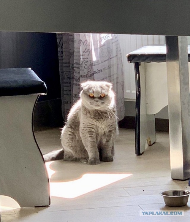 Кот д’Ивуар