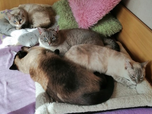 А как спит ваш кошачий?