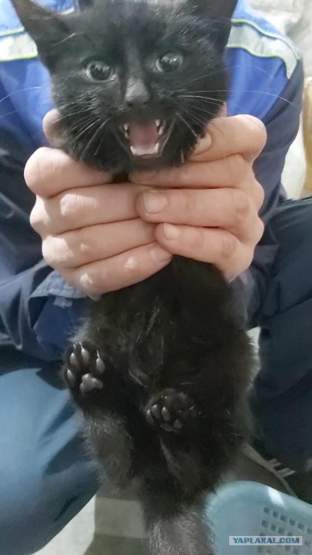 Котовторник же
