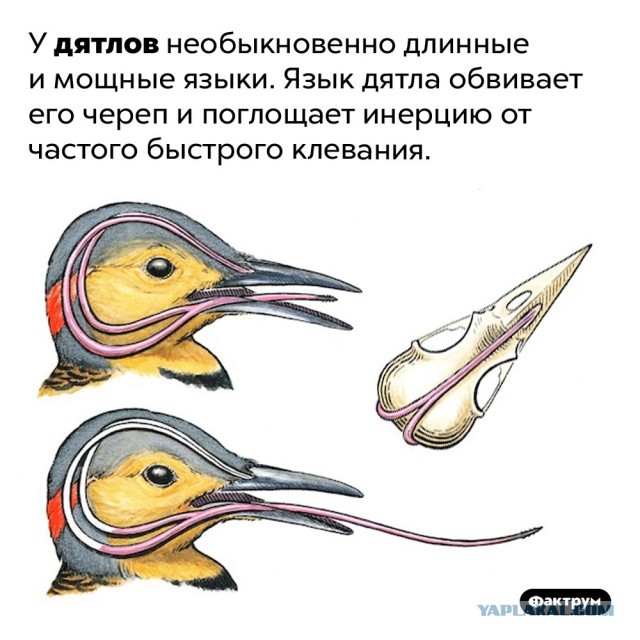 Дятел долбит дерево (крупным планом)