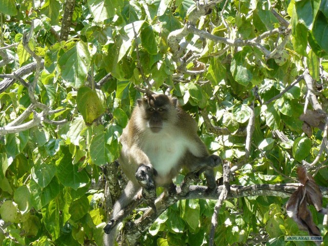 Немного Тая