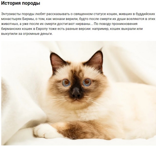 В Сиднее смелая кошка приняла участие в рождественском заплыве для собак