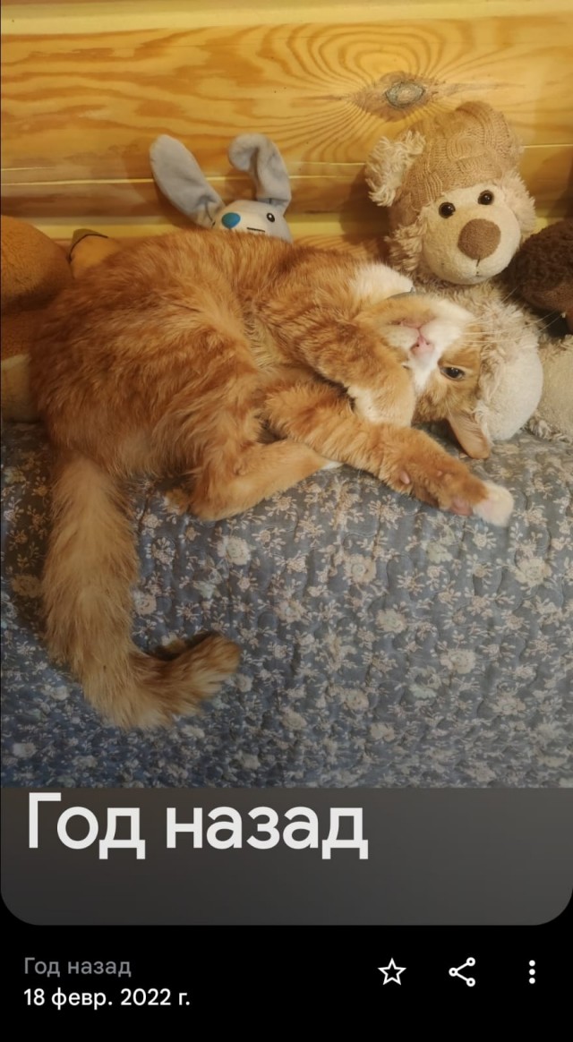 Вы хочите кошек, их есть у меня...