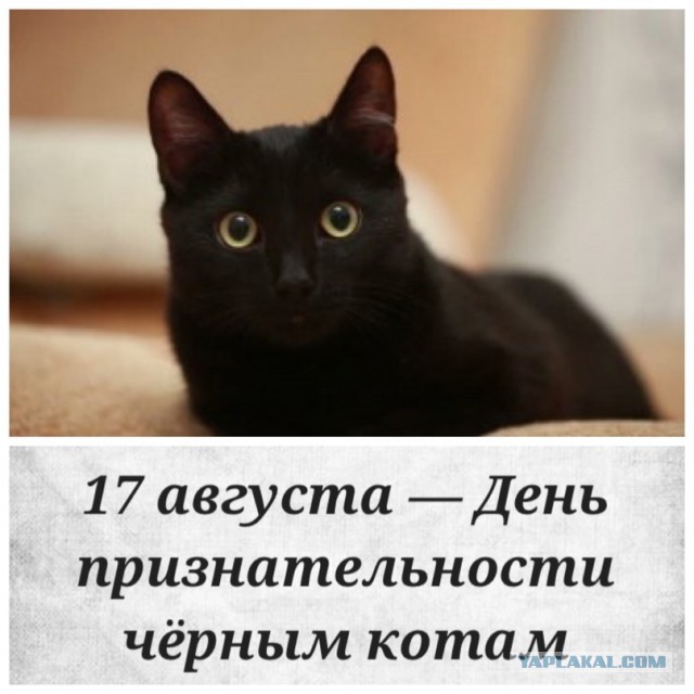 Котики наше всё!