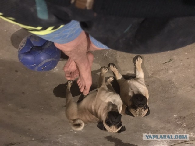 Если вдруг вы хотели завести мопса — это видео для вас