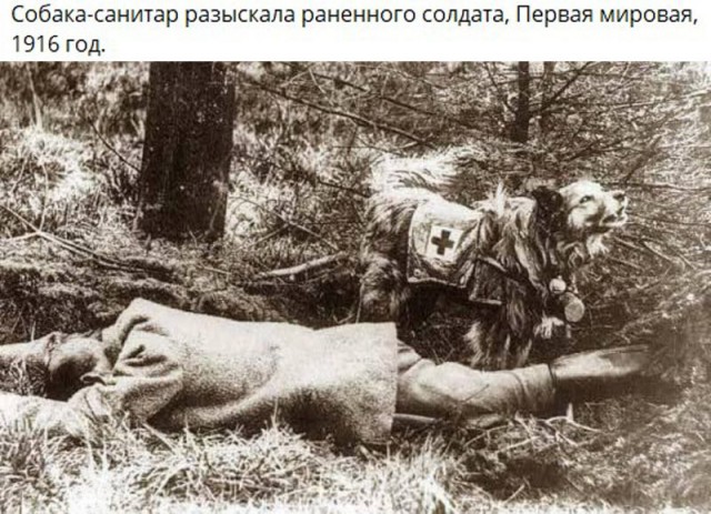 Собаки из истории в картинках