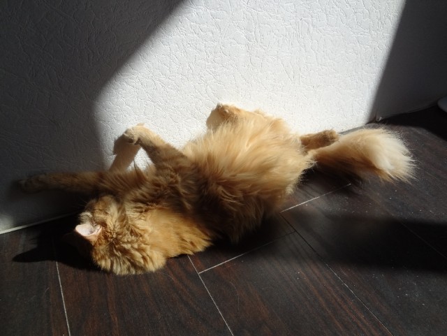 Котовторник 21.05.2013
