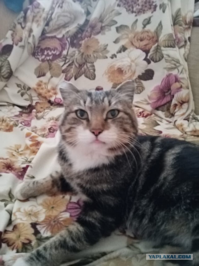 Котовторник!