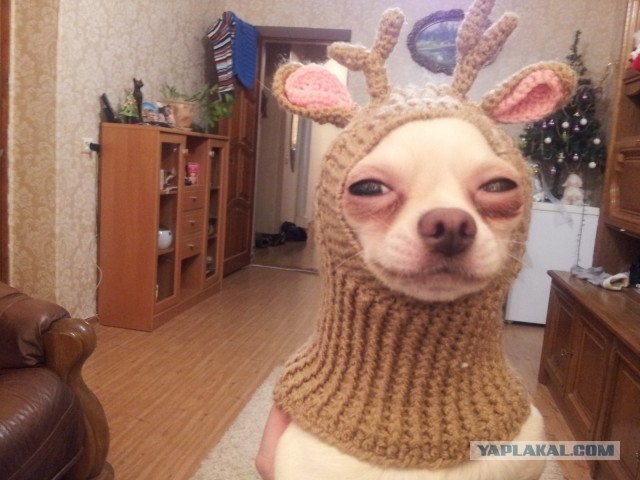 Как я жену на измене поймал