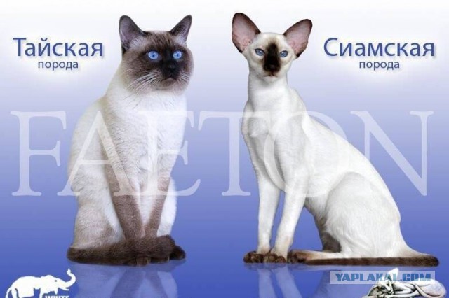 Эти 5 пород кошек — самые умные в мире