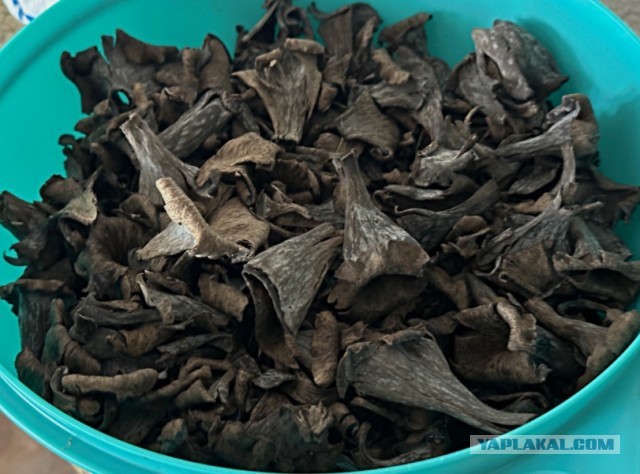 Вороночник рожковидный. Но! Лисичка!