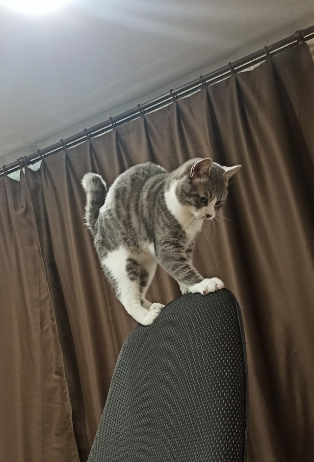 Есений (котовторник)