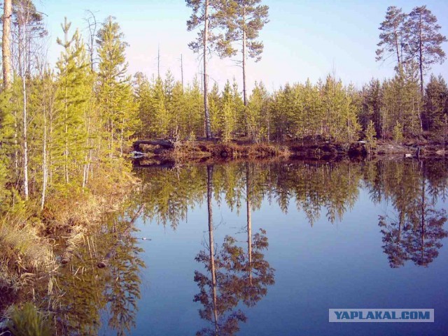 Красота! Лето на Ямале. Фото