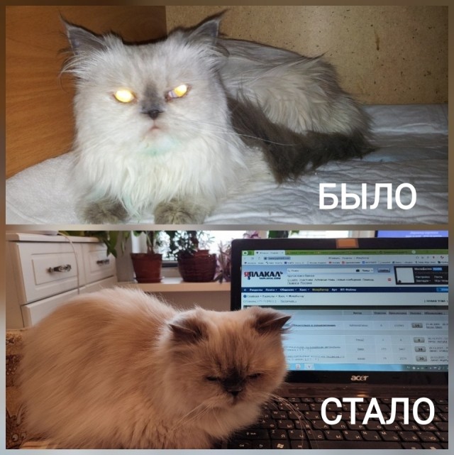 Нужна помощь кошатников Япа!