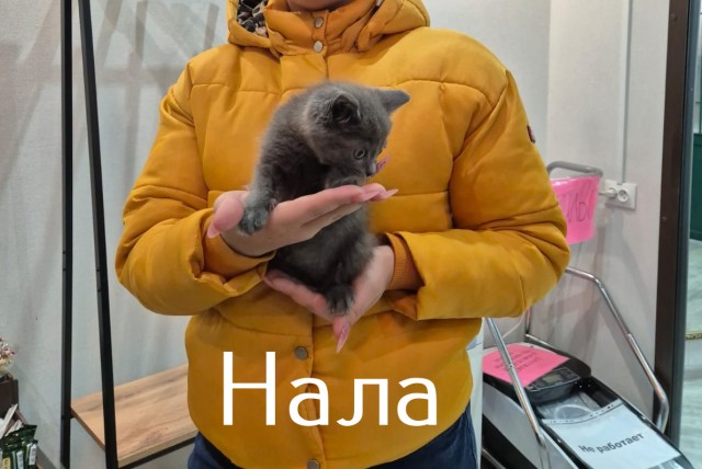Жизнь домашнего приюта "Котоленд" 514