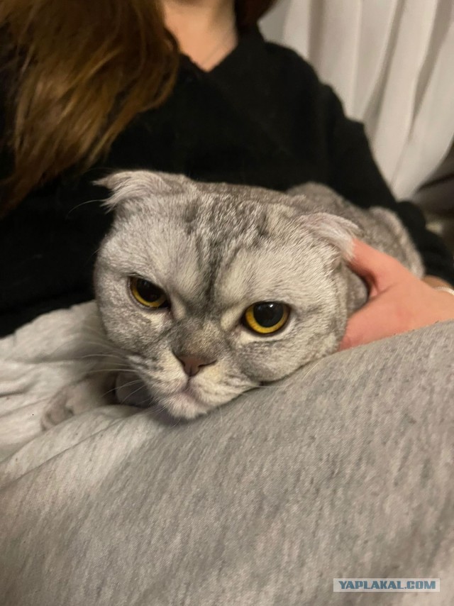 А где коты?