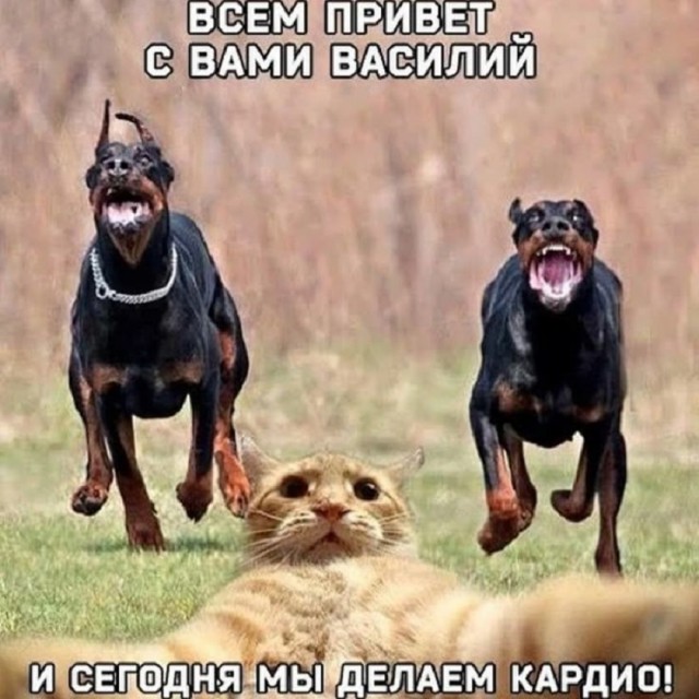Так себе картинки 14.11.25