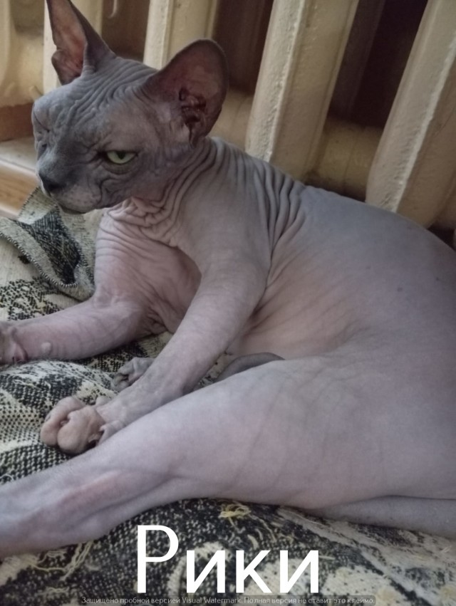 Жизнь домашнего приюта "Котоленд" 521