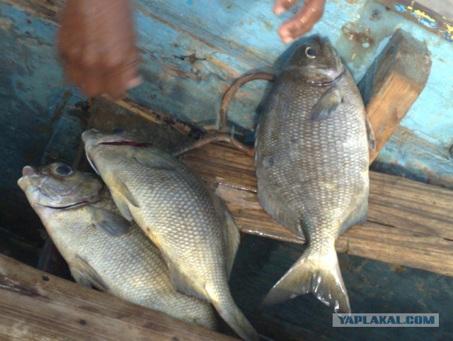 Не Сочи в противовес Египту, Турции и пр