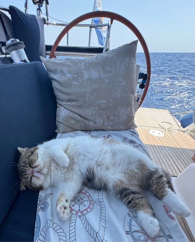 Зачем моряки держали кошек на кораблях — и это не про крыс