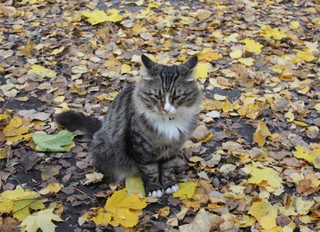Уличные котики