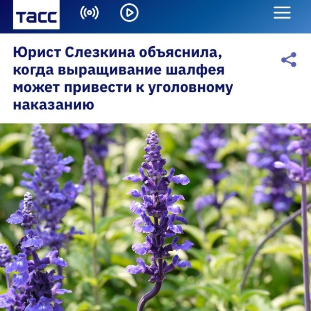Штраф и лишение свободы на срок до 8 лет может грозить за выращивание на даче шалфея предсказателей
