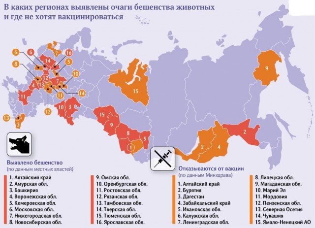 Бешенство нашли в 16 регионах России, в том числе и в Подмосковье, — СМИ.